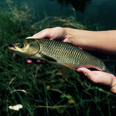 Photo of hands holding a slender brownish-green grass carp.