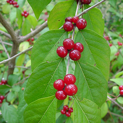 Photo of branch with green leaves and multiple clusters of four red berries each spaced somewhat equally along the branch stem.