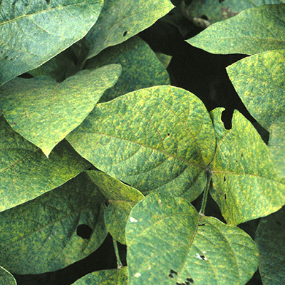 Photo of Soybean Rust