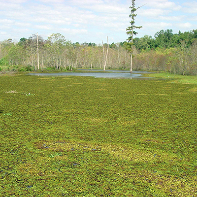 Photo of Giant salvinia