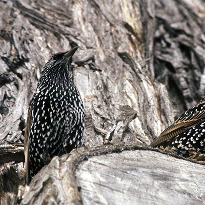 Photo of European Starling