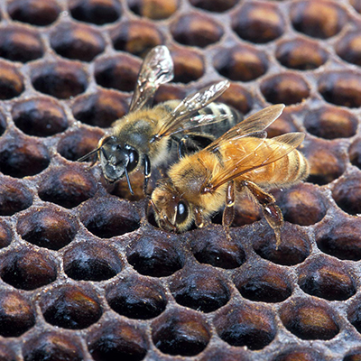 Photo of Africanized honey bee