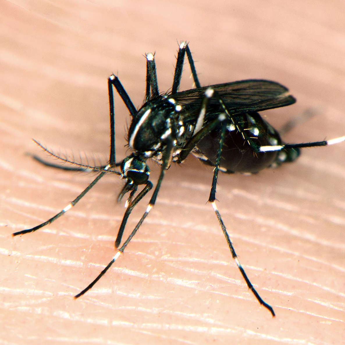 Photo of Asian tiger mosquito