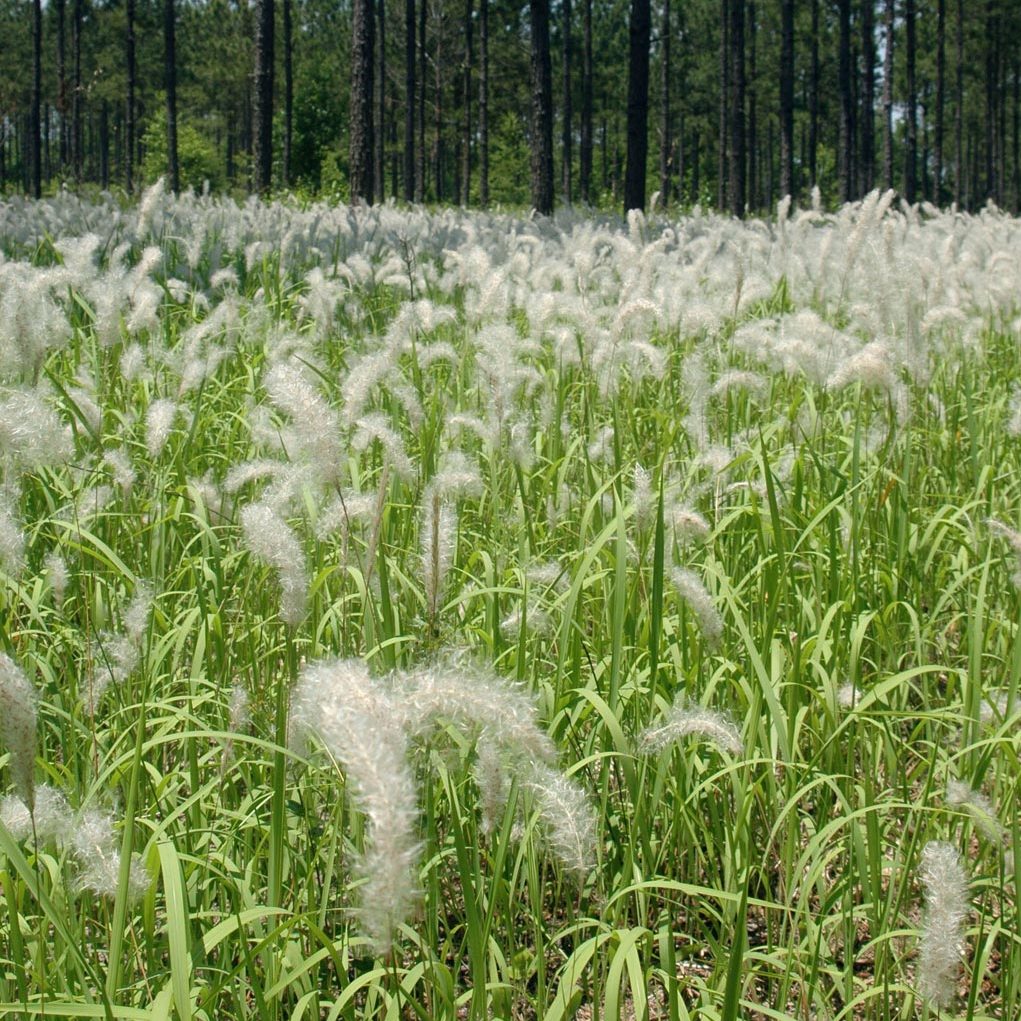 Close up photo of flowering cogongrass.
