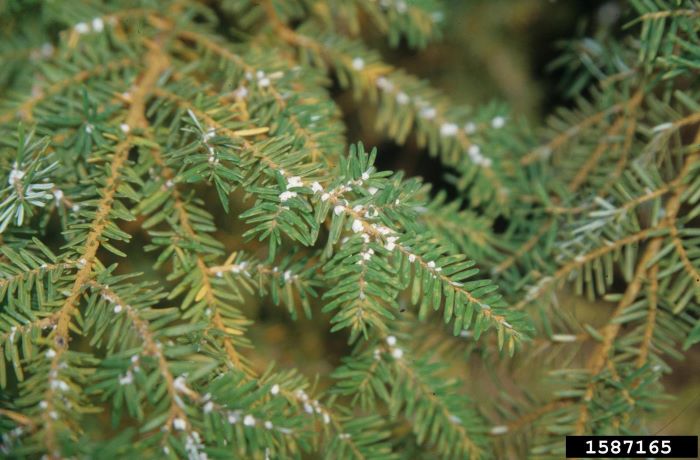 Photo of Hemlock Wooly Adelgid