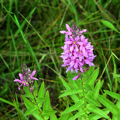 Flowering plant with alternating spike-shape leaves on single stem with multi-blossomed purple spear-shape bloom.
