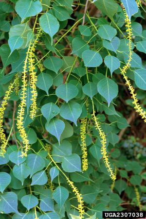 Photo of Chinese Tallowtree