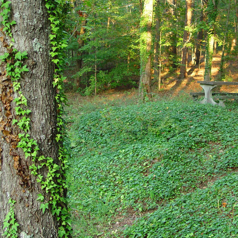 Photo of picnic sight overgrown with English ivy.