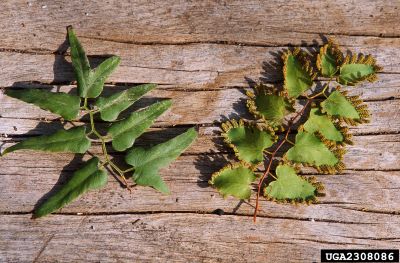Photo of an Old World Climbing Fern