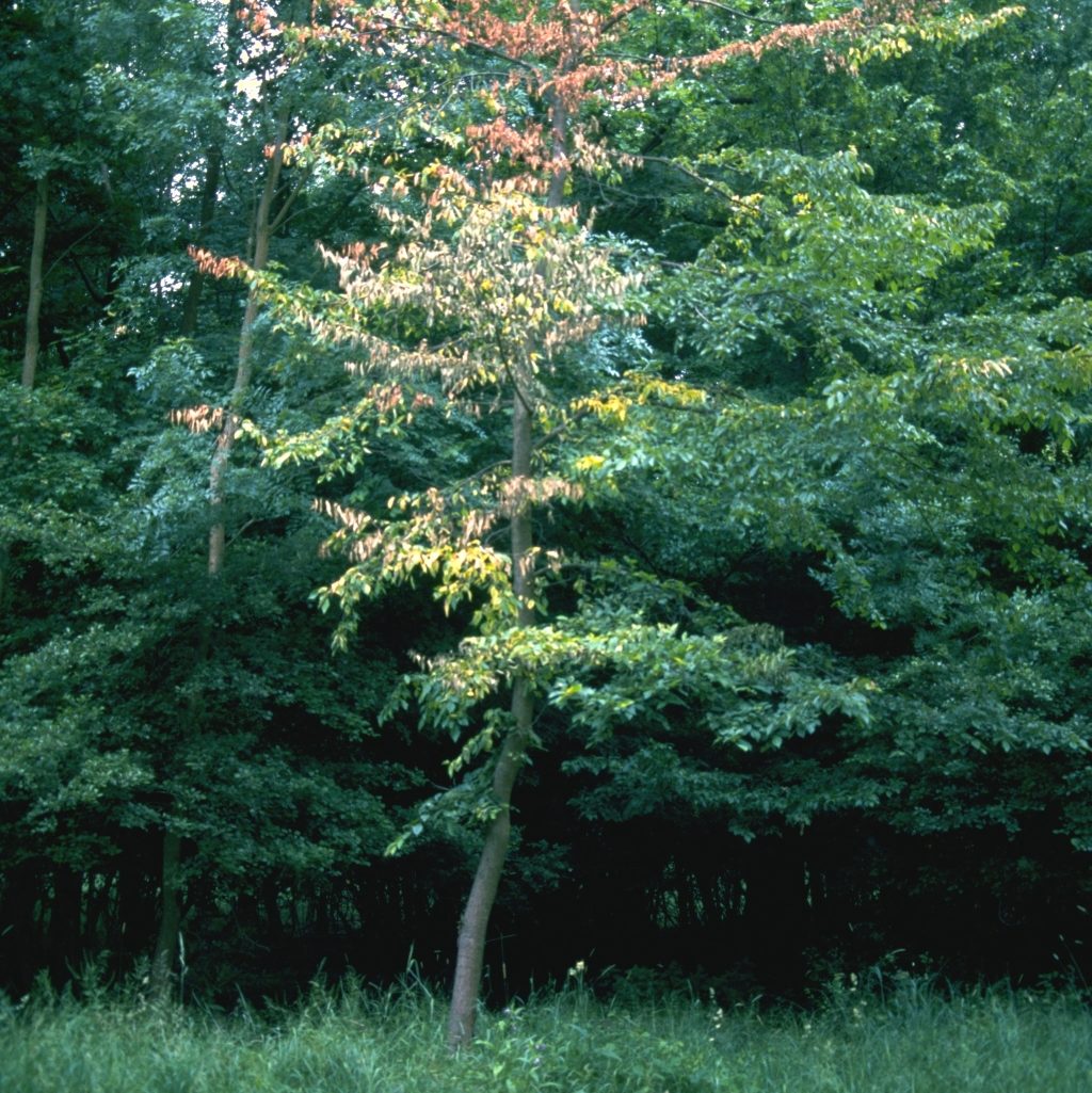 Photo of tree with discoloring/dying leaves in front of standing of green trees.