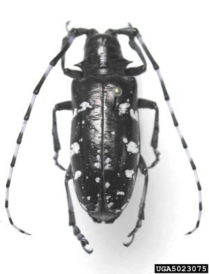 Photo of an Asian Longhorned Beetle
