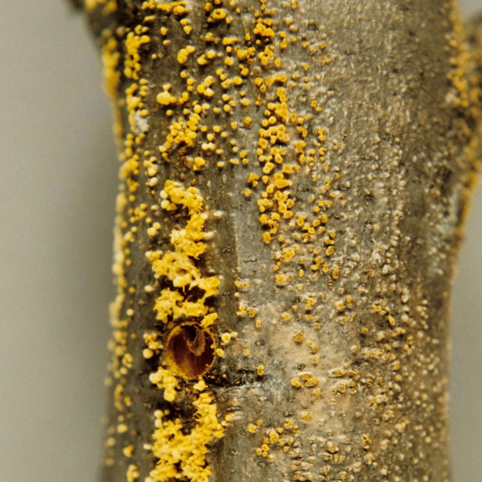 Photo of Chestnut blight canker on a tree