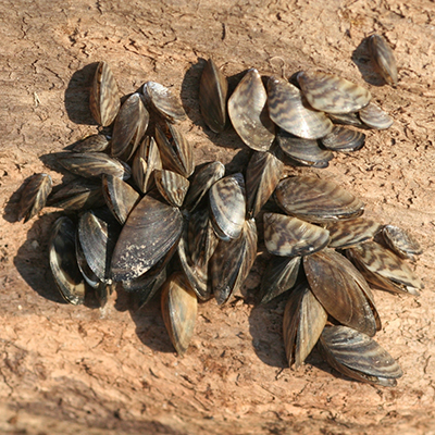 Photo of Zebra Mussels