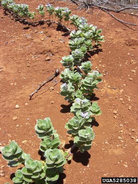 Photo of a Beach Vitex