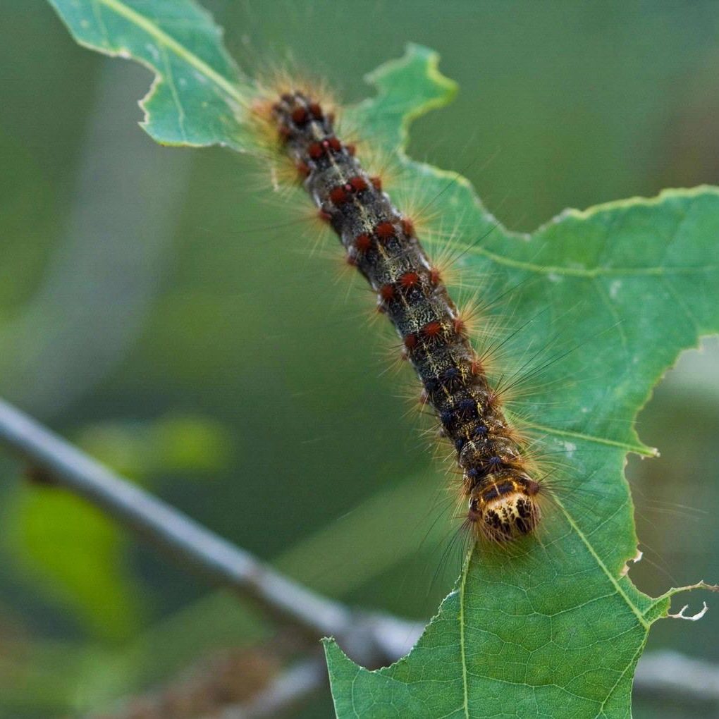 photo of a Gypsy moth