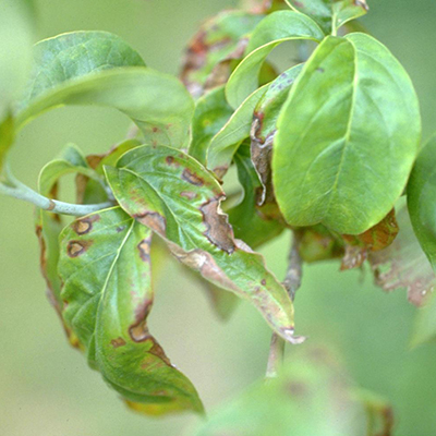 Photo of dogwood leaves that are spotted with brown lesions and curling from dogwood anthracnose infection.