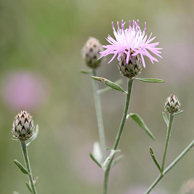 Photo of a purple blooming plant with a tight bloom head and the flower coming out of the top of the bloom/seed head.