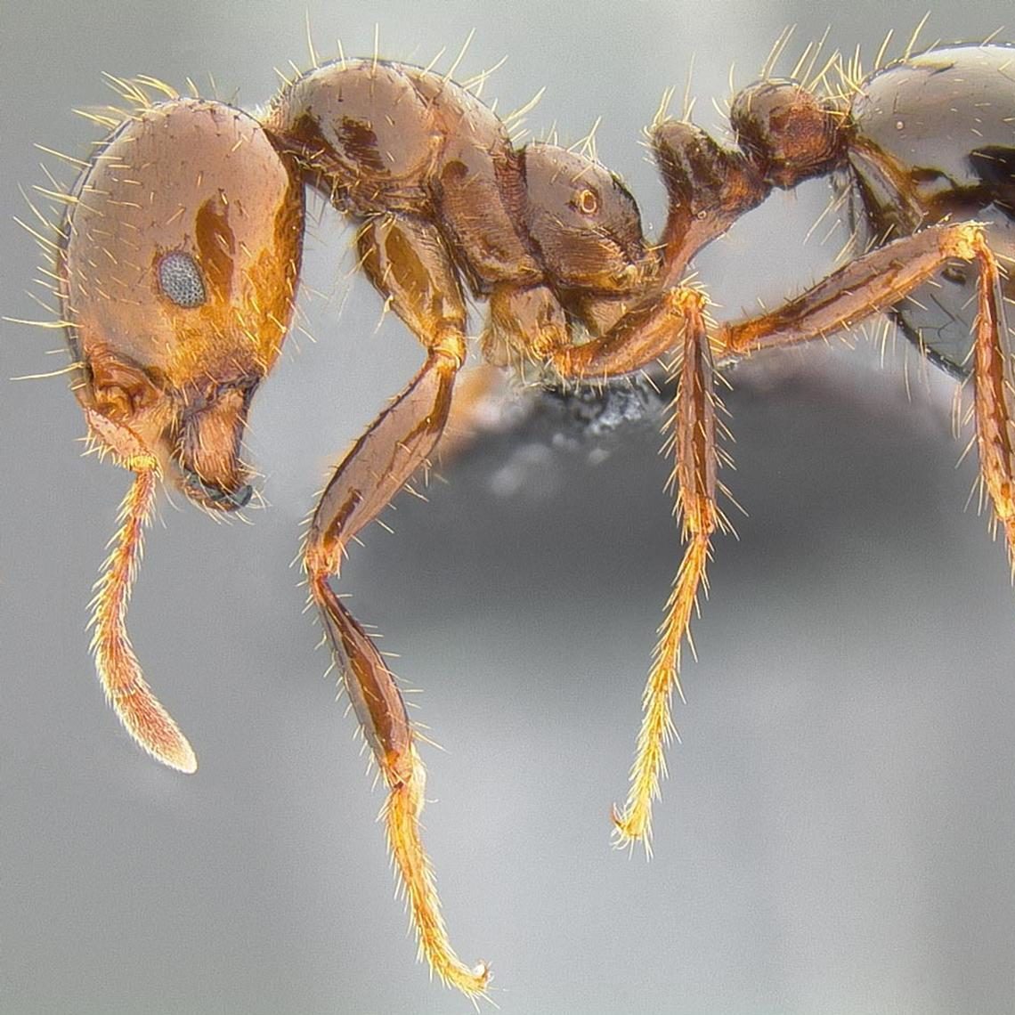 photo of red imported fire ant