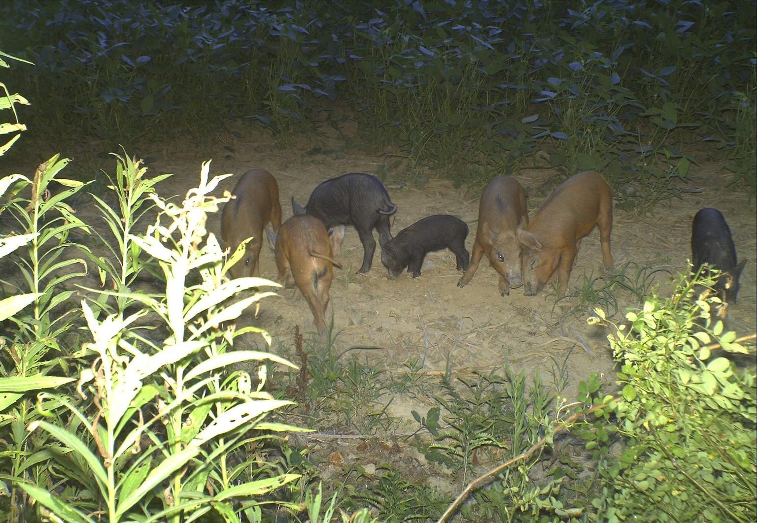 Photo of several Feral pigs
