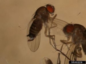 Photo of a Spotted-Wing Drosophila