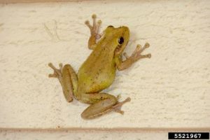 Photo of a Yellow-green frog on cream colored house siding.