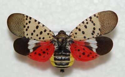 Photo of a Spotted Lanternfly