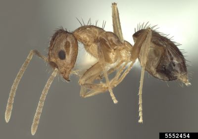 Photo of a Tawny crazy ant specimen