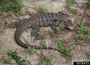 Black and white striped lizard on ground.