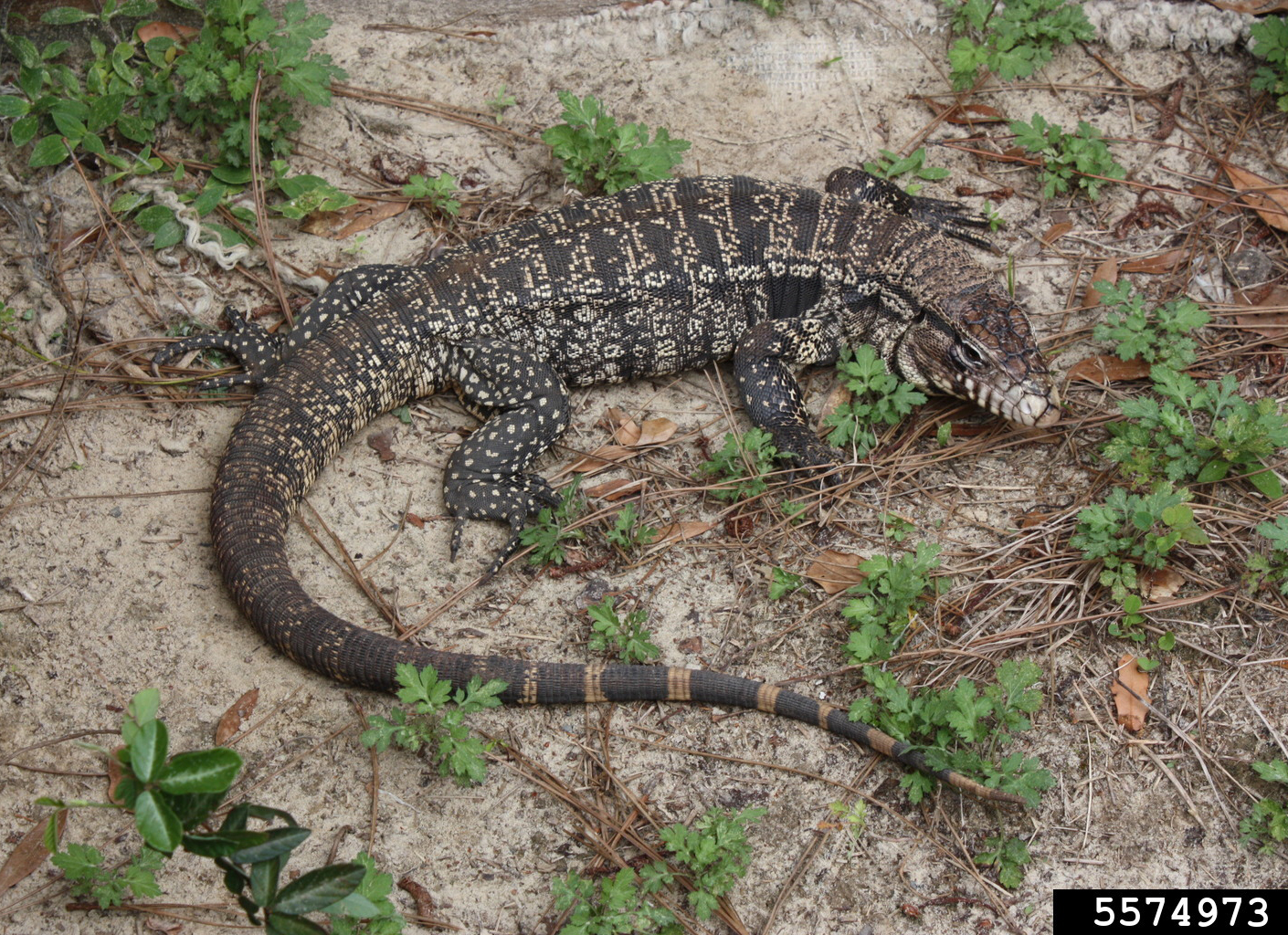 Black and white striped lizard on ground.