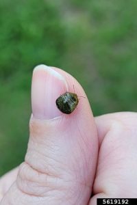Photo of a Kudzu bug