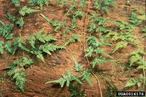 Photo of a Japanese Climbing Fern