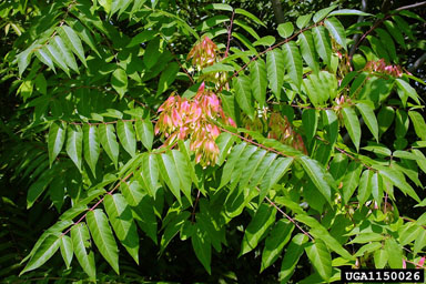 Photo of a Tree-of-Heaven