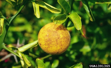 Photo of a Trifoliate Orange
