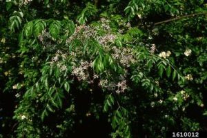 Photo of a Chinaberry plant