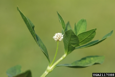Photo of Alligatorweed