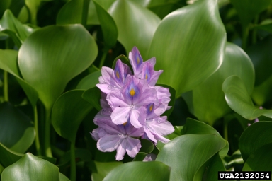 Photo of a Common Water Hyacinth