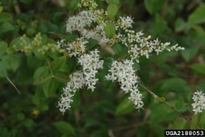 Photo of a Chinese Privet