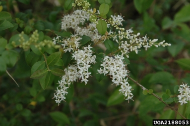 Photo of a Chinese Privet