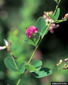 Photo of a Shrubby Lespedeza