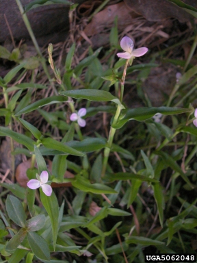 Photo of a Marsh Dayflower