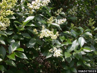 Photo of a European Privet
