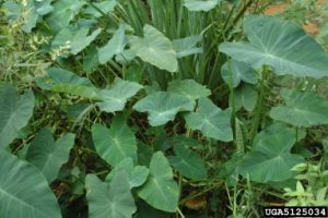 Photo of Wild Taro