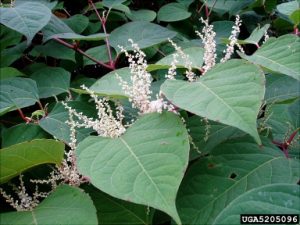 Photo of Japanese Knotweed