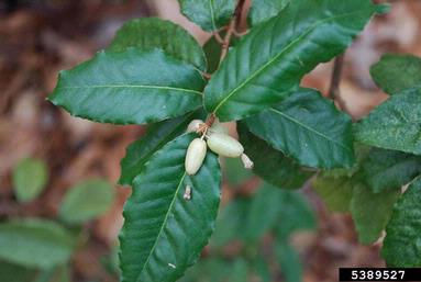 Photo of a Thorny Olive