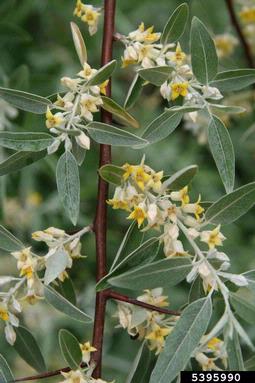 Photo of a Russian Olive