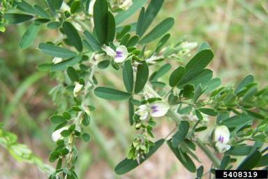 Photo of a Sericea Lespedeza