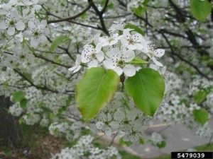 Photo of Callery (Bradford) Pear