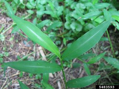 Photo of Japanese Stiltgrass