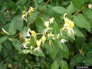 Photo of a Japanese honeysuckle