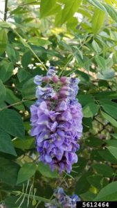 Photo of Invasive Wisterias